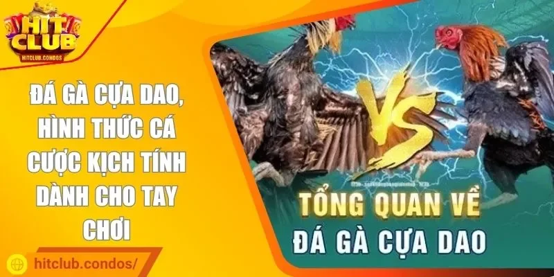 Đá gà cựa dao