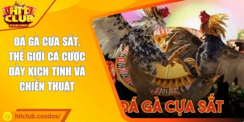 Đá gà cựa sắt